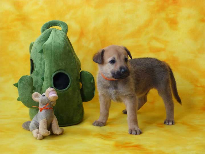 chinook puppy